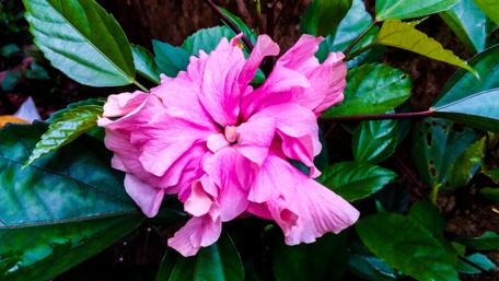 Beautiful Pink Hibiscus Bloom Surrounded by Lush Greenery wallpaper