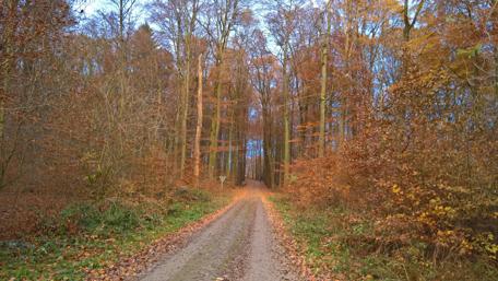 Serene Autumn Pathway in the Forest wallpaper