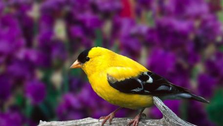 Vibrant Yellow Bird Resting on Branch wallpaper