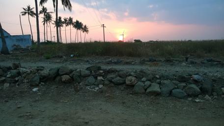 Sunset Serenity Over Fields and Palm Trees wallpaper