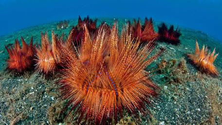 Vibrant Sea Urchins Underwater Scene wallpaper