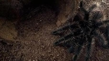 Mysterious Tarantula in Its Natural Habitat wallpaper