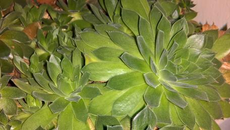 Lush Green Succulent Garden Wallpaper wallpaper