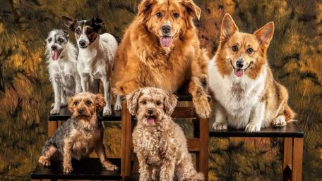 Cherished Companions Gathered Together wallpaper