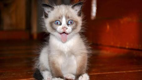 Adorable Kitten Making a Funny Face wallpaper