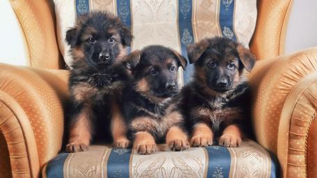 Puppy Trio on a Cozy Chair wallpaper