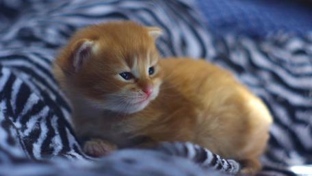 Adorable Ginger Kitten Resting Comfortably wallpaper