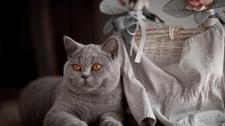 Gray Cat with Captivating Eyes Relaxing by a Basket wallpaper