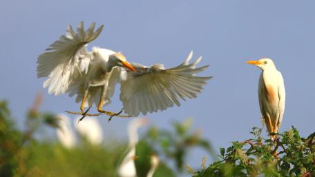 Elegant Birds in Flight Above a Green Canopy wallpaper