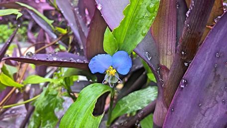 Vibrant Blue Flower Amidst Lush Greenery wallpaper