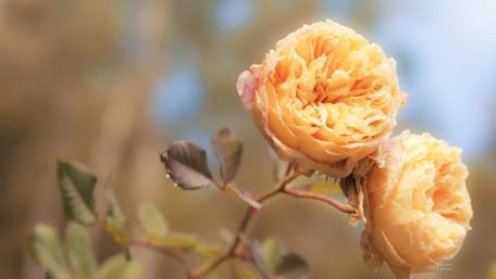 Golden Blossoms in Bloom wallpaper
