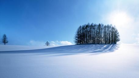 Winter Wonderland with Snowy Trees wallpaper