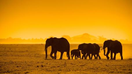 Elephants Roaming the Golden Savanna wallpaper