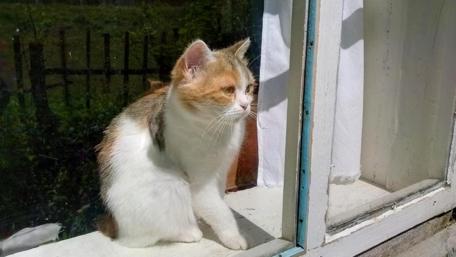 Curious Cat by the Window wallpaper