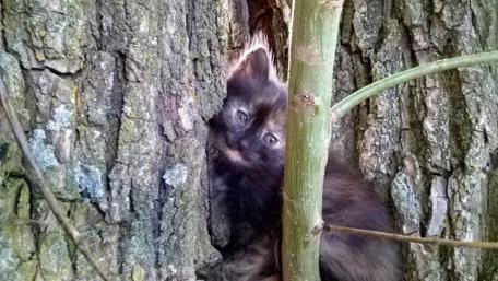 Curious Kitten Among the Trees wallpaper