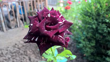 Elegant Burgundy Rose in Bloom wallpaper