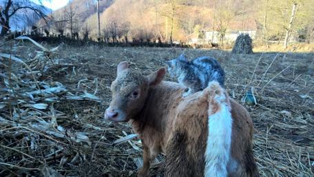 Playful Friendship in the Farmyard wallpaper