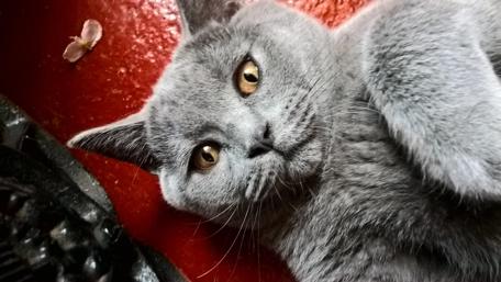 Charming British Shorthair Cat Wallpaper wallpaper