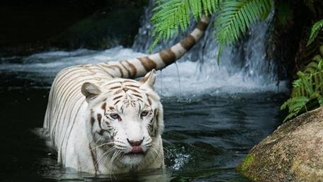 Beautiful white tiger wallpaper