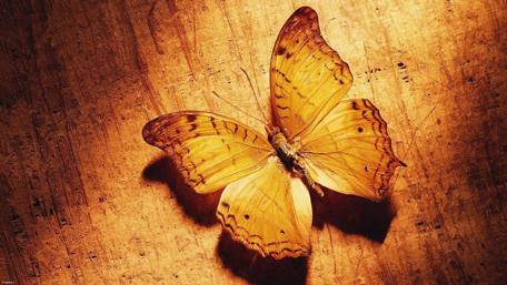 Golden Wings on Textured Wood wallpaper