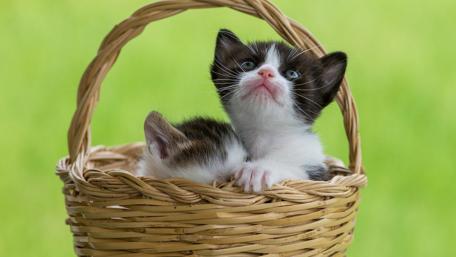 Cute Kittens in a Basket wallpaper