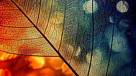 Abstract Network of Colors wallpaper