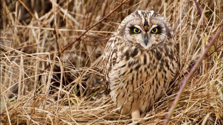 Owl in Natural Habitat wallpaper