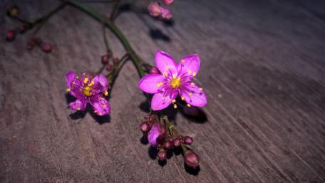 Vibrant Pink Flowers on Rustic Wood Background wallpaper