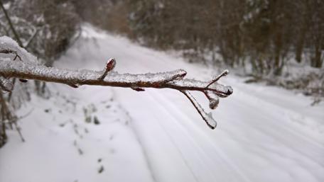Frosty Branches in Winter Wonderland wallpaper