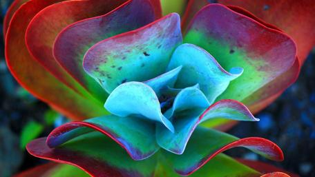 Vibrant Cactus Blossom Symphony wallpaper