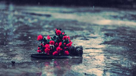 Blooming Beauty in Rainy Weather wallpaper