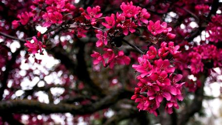 Vibrant Pink Blossom in Springtime Garden wallpaper
