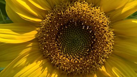 Bright and Cheerful Sunflower Close-Up Wallpaper wallpaper