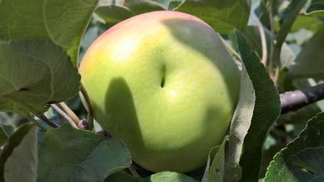 Fresh Green Apples in a Russian Garden wallpaper