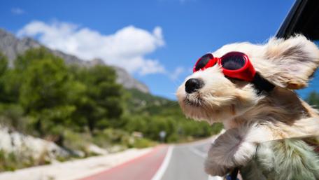 Dog with head out car window wallpaper