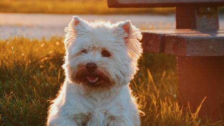 Joyful Dog in Sunlit Meadow Scene wallpaper