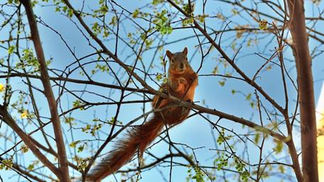 Charming Squirrel in a Serene Setting wallpaper
