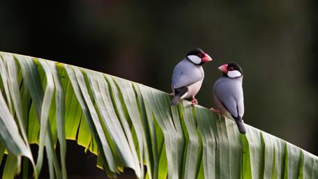 Charming Finch Companions Perched Together wallpaper