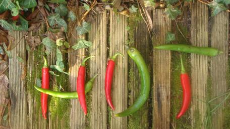 Vibrant Hot Chilli Peppers in Nature wallpaper