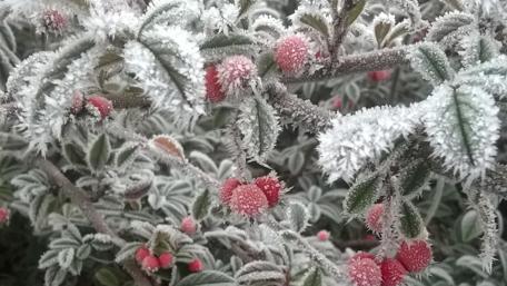 Winter's Delicate Frosted Blossoms wallpaper