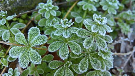 Frosted Green Leaves in Nature Beauty wallpaper