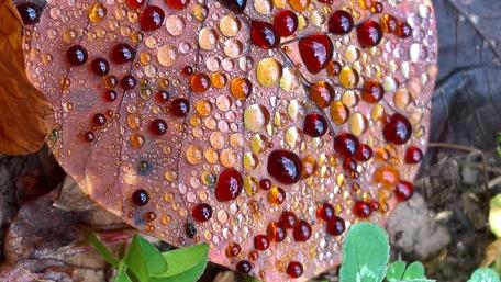 Vibrant Waterdrops on Autumn Leaf wallpaper