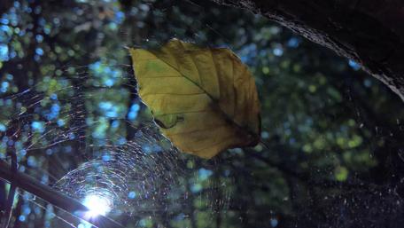 Captivating Leaf in a Sunlit Cobweb Scene wallpaper