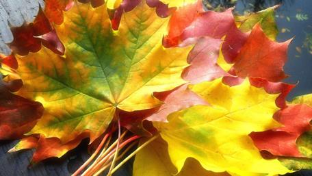 Vibrant Autumn Leaves in Nature Scene wallpaper