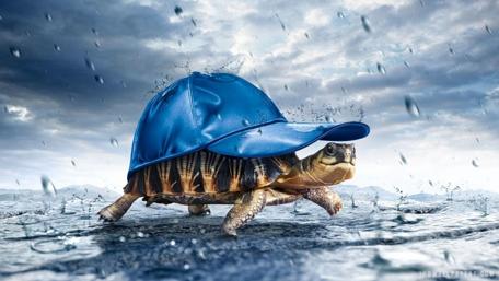 Turtle Sports a Cap in the Rain wallpaper
