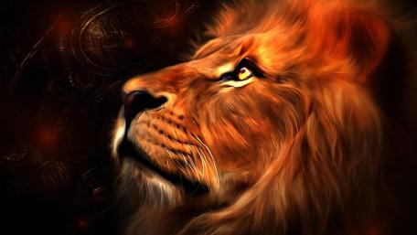 Majestic Lion Gaze wallpaper