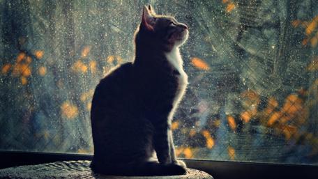 Whimsical Cat Gazing Out the Window wallpaper
