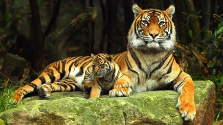 Tiger and Cub Resting Peacefully wallpaper