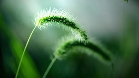 Serene Green Blades in Focus wallpaper