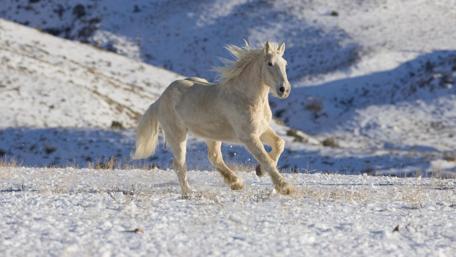 White Horse Galloping through Snowy Landscape wallpaper